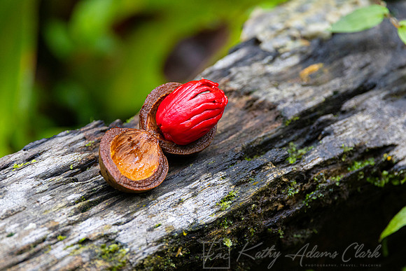 Wild nutmeg KAC0504