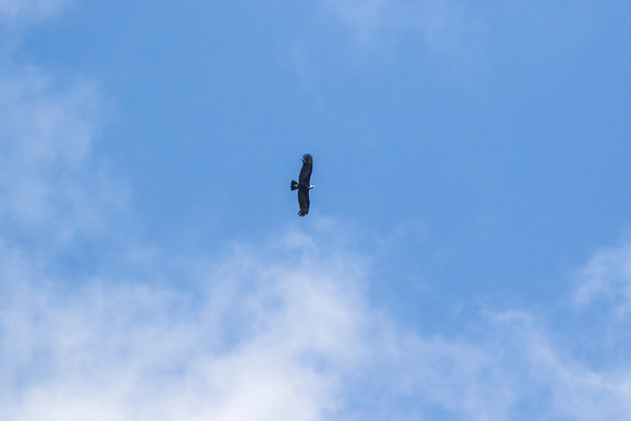 Andean Condor KAC8359