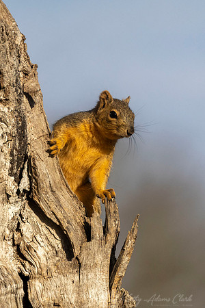 Fox Squirrel KAC1569
