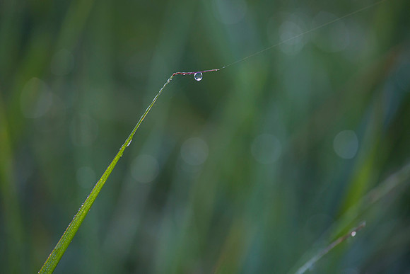 Summer Grasses KAC2753