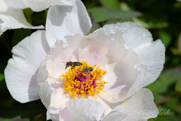 Bee on Peonie KAC0239