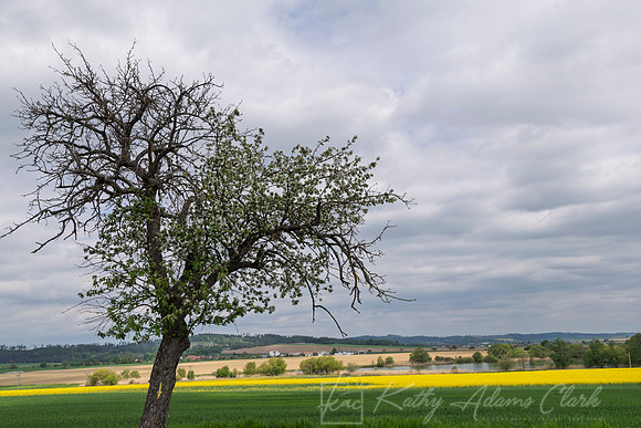 Lone Tree Czech KAC0489