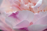Roses KAC1050