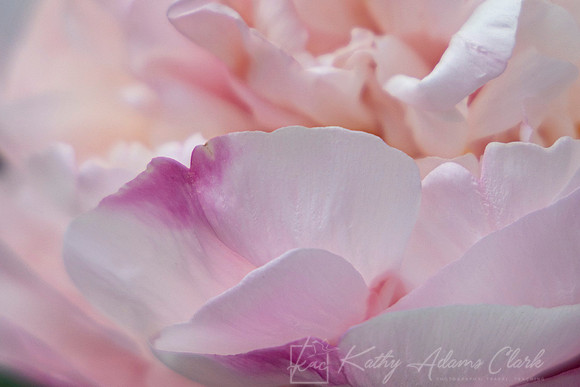 Roses KAC1050