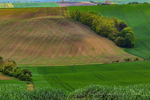 Wheat fields Moravia Czech KAC0506