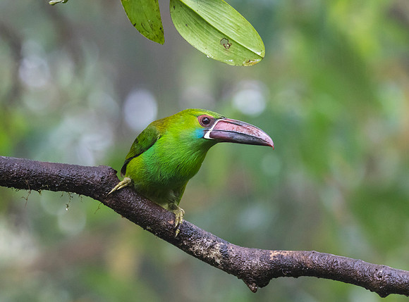 Crimson-rumped toucanet KAC9716