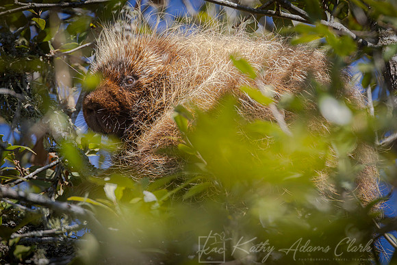 Porcupine KAC1431-Enhanced-NR