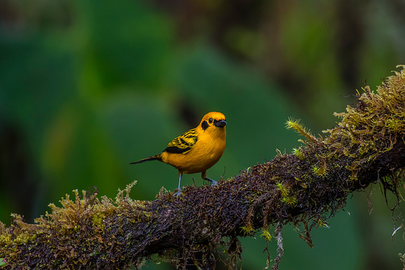 Golden tanager KAC9874
