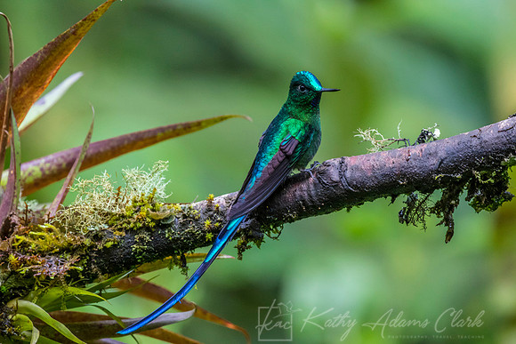 Long-tailed slyph hummingbird KAC7838