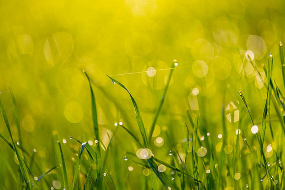 Grass Morning Spring KAC0575