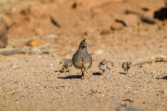 Gambel's quail KAC8917