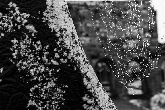 spider web dew KAC2645