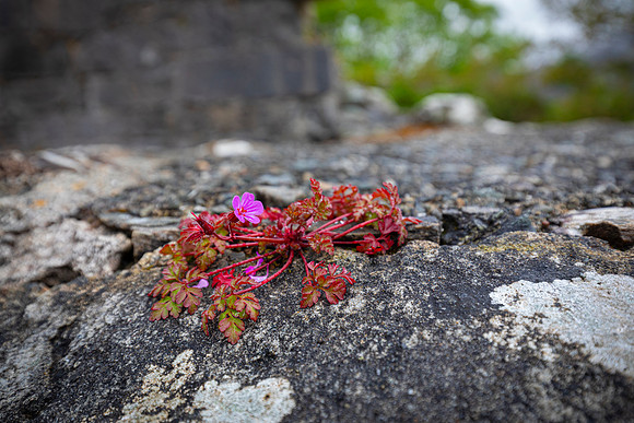 Herb-Robert Bloom KAC6677