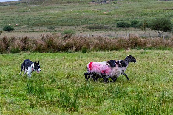 Sheep dog herding KAC2335