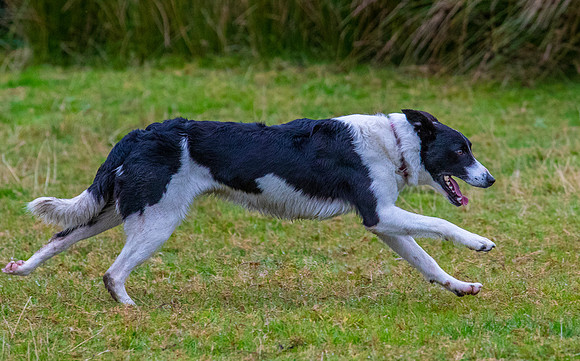 Sheep dog herding KAC2418