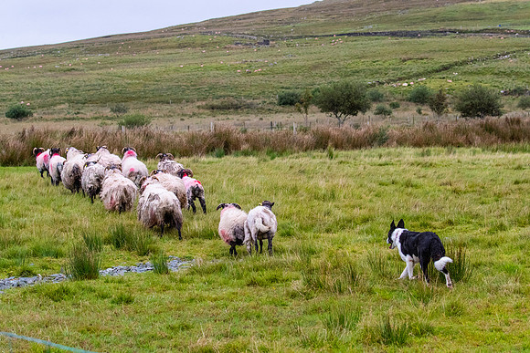 Sheep dog herding KAC2434