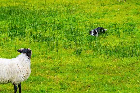 Sheep dog herding KAC2626