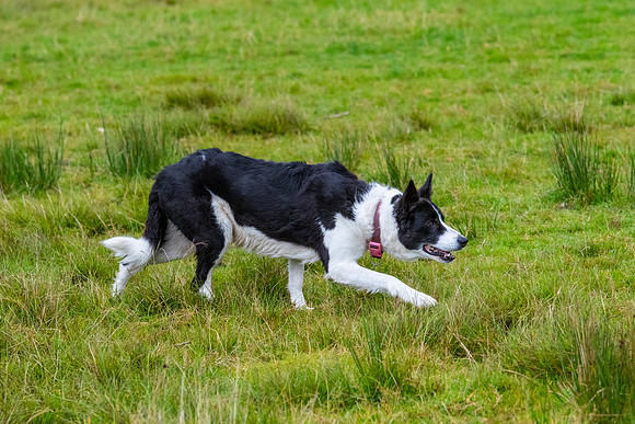 Sheep dog herding KAC2270