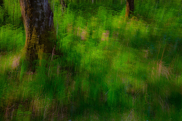 Sheffery Woods Ireland KAC6757