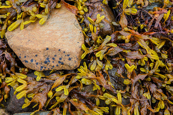 Seaweed Clew Bay KAC2052