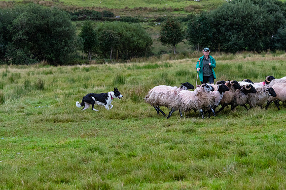 Sheep dog herding KAC1542