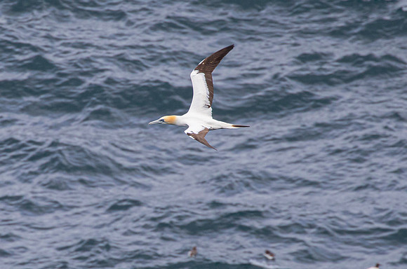 Northern gannet KAC8539