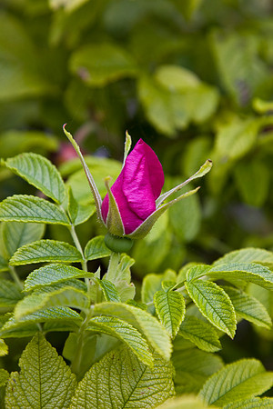 Japanese Rose KAC807056
