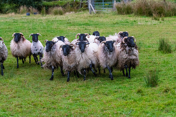 Sheep dog herding KAC1557