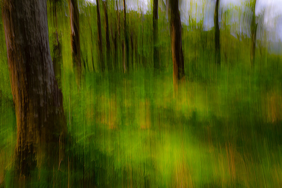 Sheffery Woods Ireland KAC6755