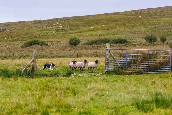 Sheep dog herding KAC2287