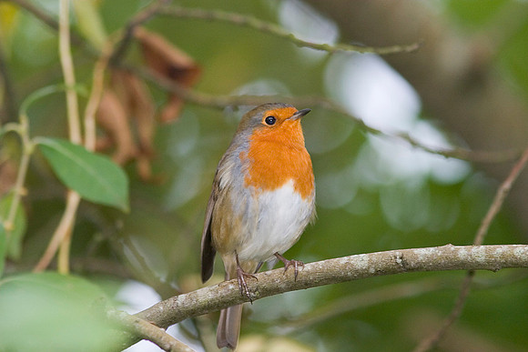 Robin Erithacus rubecula KAC100514
