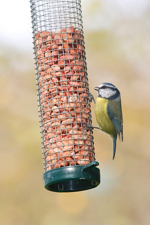 Blue tit Parus caeruleus KAC100521