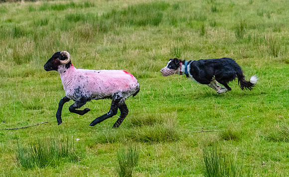 Sheep dog herding KAC2139
