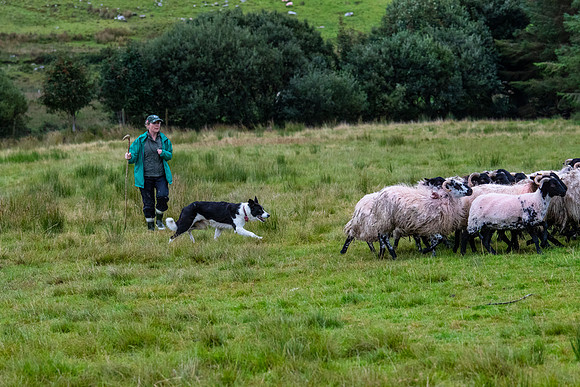 Sheep dog herding KAC1547