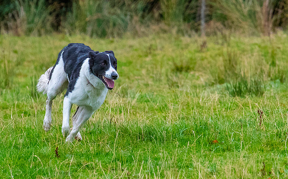Sheep dog herding KAC2401