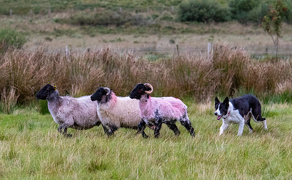 Sheep dog herding KAC2319