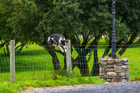 Sheep dog herding KAC2645
