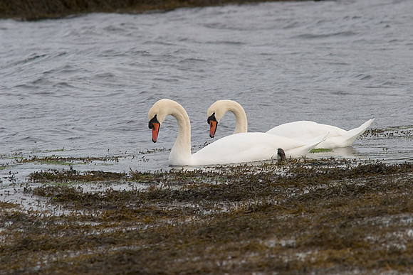 Mute swan Cygnus olor KAC10058