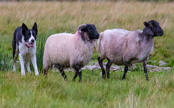 Sheep dog herding KAC2305