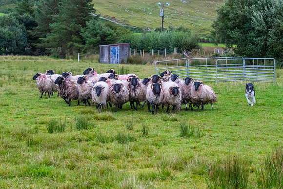 Sheep dog herding KAC1497