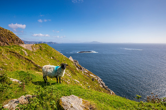 Sheep Ireland KAC2780