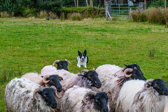 Sheep dog herding KAC1565