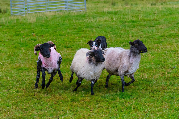Sheep dog herding KAC2128
