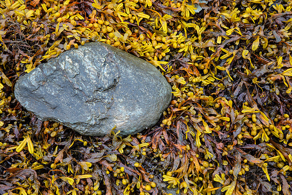 Seaweed Clew Bay KAC2050