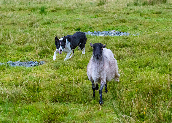 Sheep dog herding KAC2257