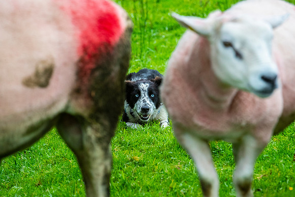 Sheep dog herding KAC2610