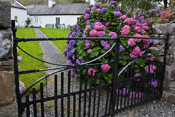 Hydrangea in bloom KAC807425