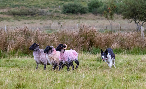 Sheep dog herding KAC2315