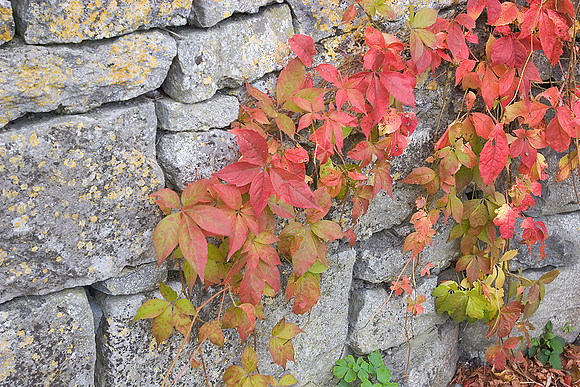 Creeper in fall Ireland KAC10052