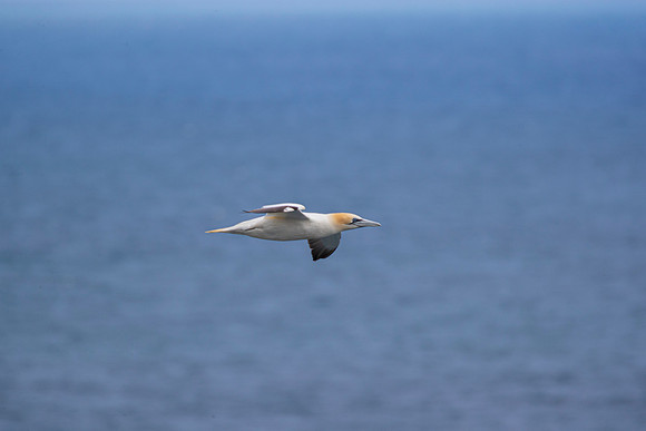 Northern gannet KAC8550